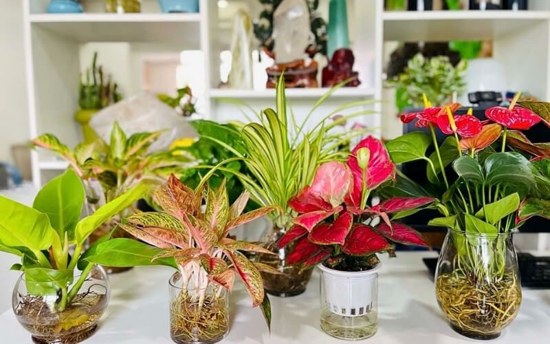 Điều kiện để cây thủy sinh ra hoa đẹp
