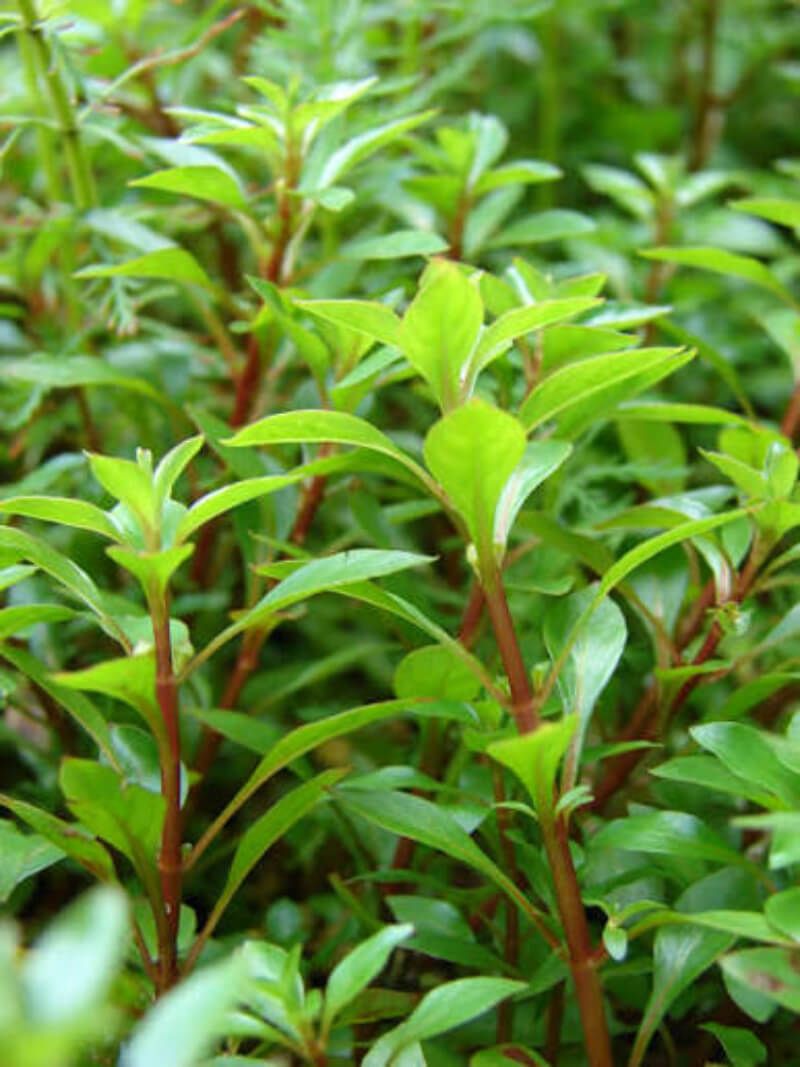 Ludwigia