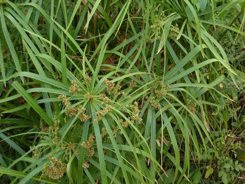 Thủy trúc