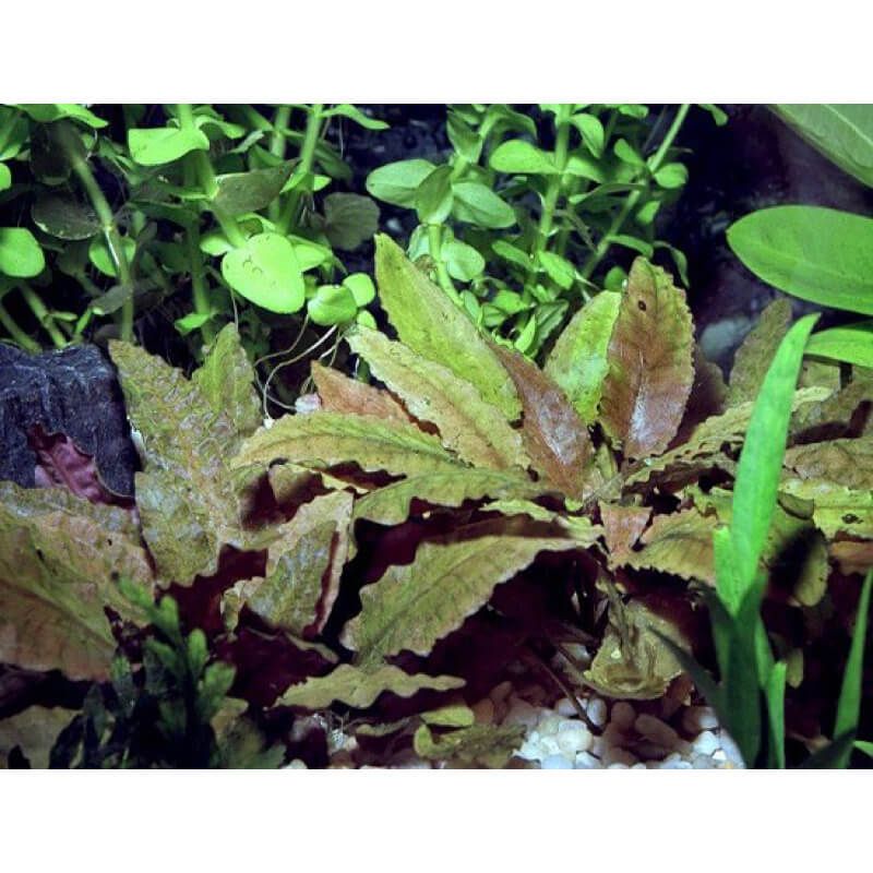 Tiêu thảo có hoa (Cryptocoryne)