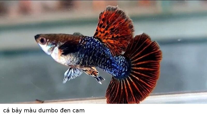 Cá bảy màu Dumbo 1 cá bảy màu dumbo đen cam