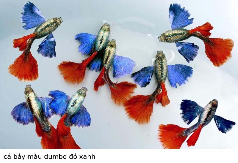 Cá bảy màu Dumbo 10 cá bảy màu dumbo đỏ xanh
