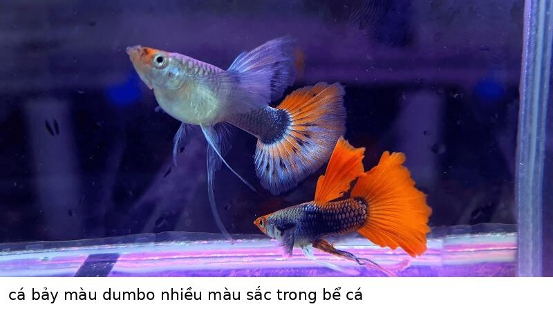 Cá bảy màu Dumbo 12 cá bảy màu dumbo nhiều màu sắc trong bể cá