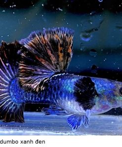 Cá bảy màu Dumbo 6 cá bảy màu dumbo xanh đen