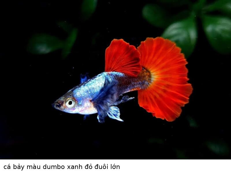 Cá bảy màu Dumbo 3 cá bảy màu dumbo xanh đỏ đuôi lớn