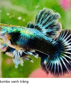 Cá bảy màu Dumbo 9 cá bảy màu dumbo xanh trắng