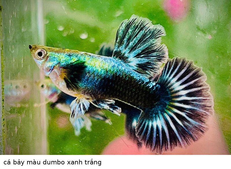 Cá bảy màu Dumbo 5 cá bảy màu dumbo xanh trắng