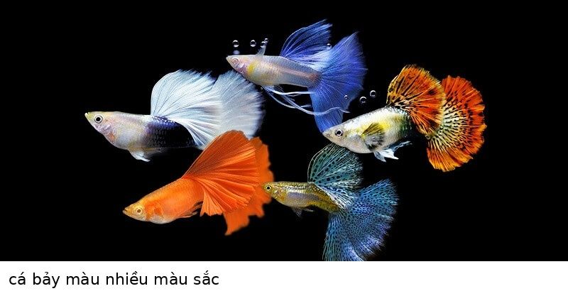 Cá bảy màu Dumbo 11 cá bảy màu nhiều màu sắc